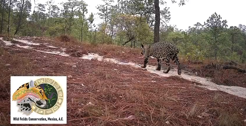 Graban a jaguar hembra preñada en la sierra de Chilpancingo