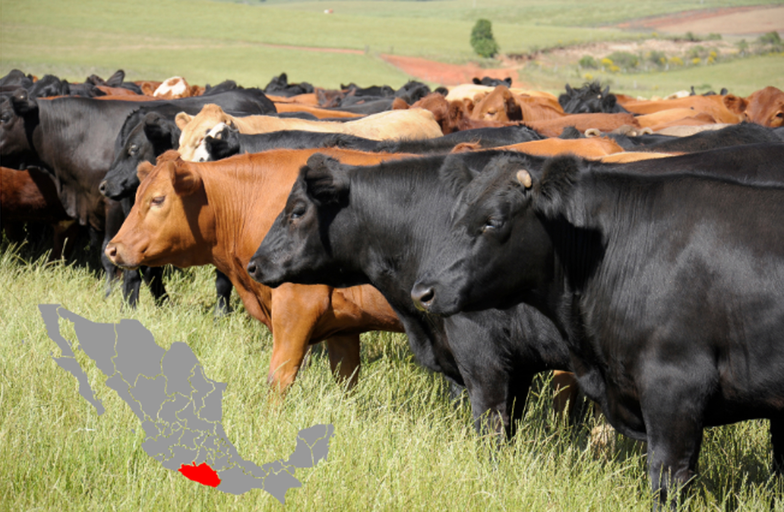 Recibirá Guerrero más de 75 mdp para sanidad agroalimentaria con apoyo federal