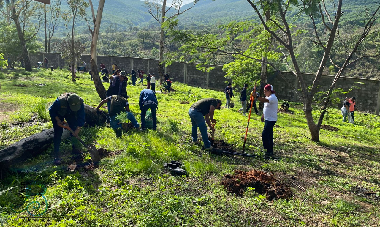 Reforestan ambientalistas y alumnos de secundaria 350 árboles en Petaquillas