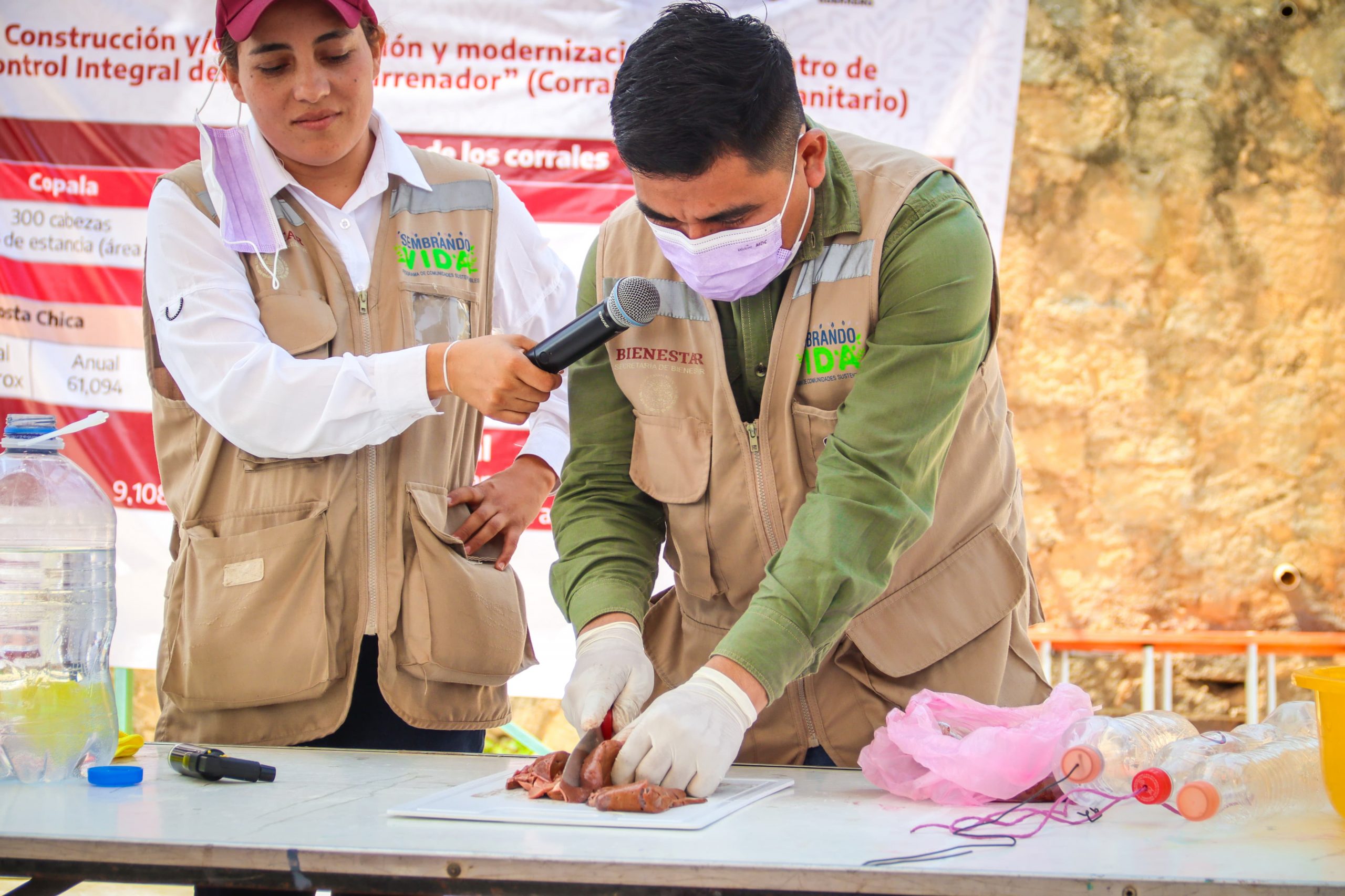 Suma Guerrero 88 casos activos de gusano barrenador